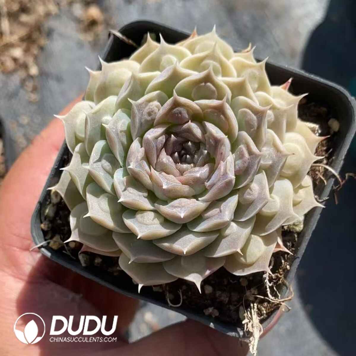 08229D70201.jpg Echeveria Gilo with bumps - Image 1