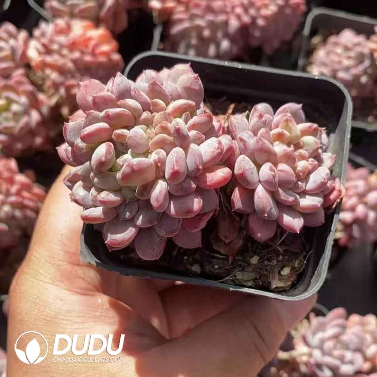 08231D70201.jpg Echeveria Pink Jenny Cristata - Image 1