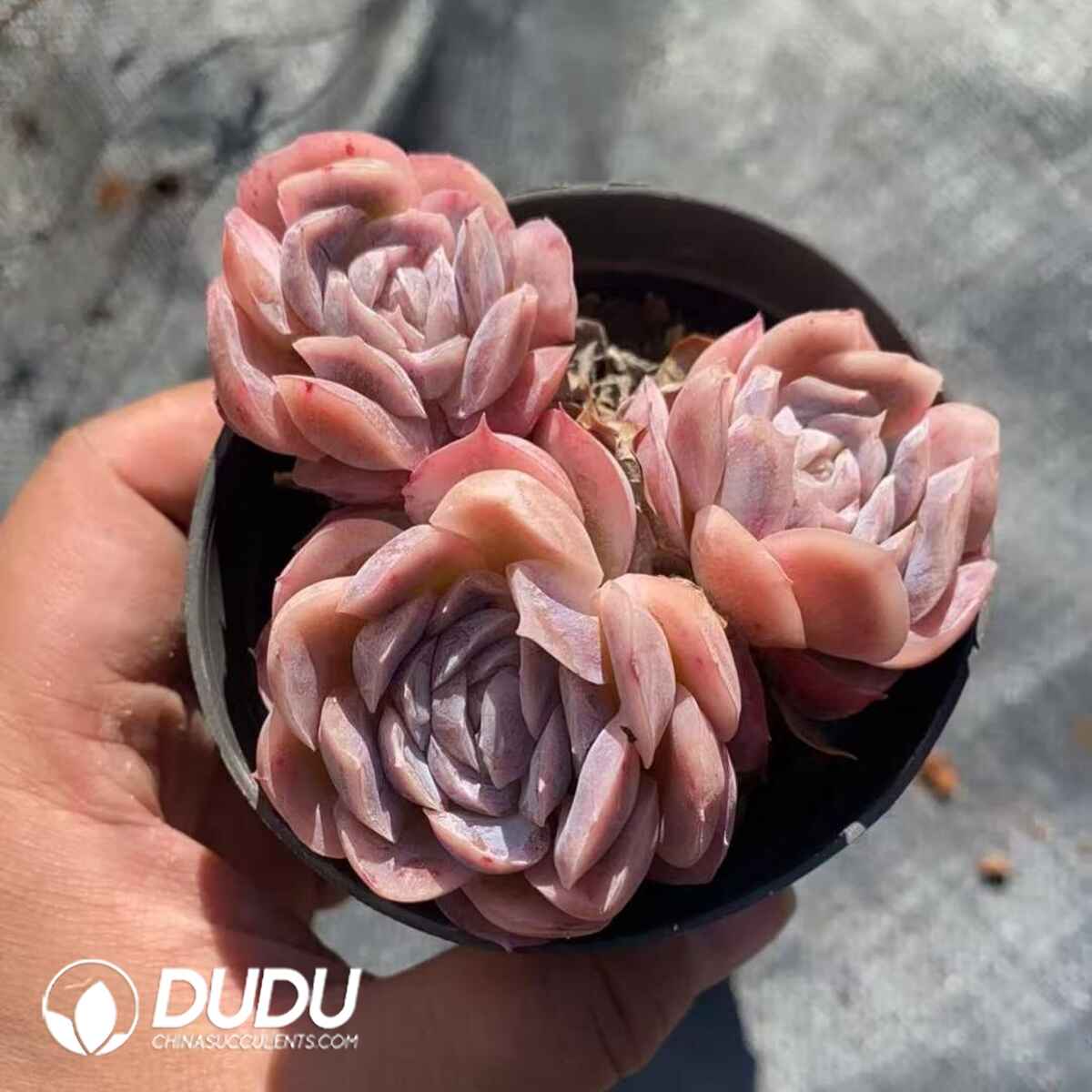 08239D90201.jpg Echeveria Sina 2-3 Heads Clustering - Image 1