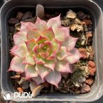 Echeveria Conch