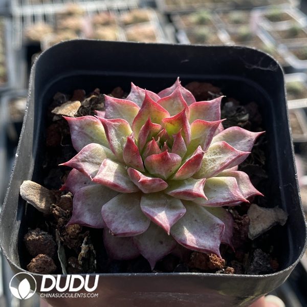 Echeveria Conch - Image 2