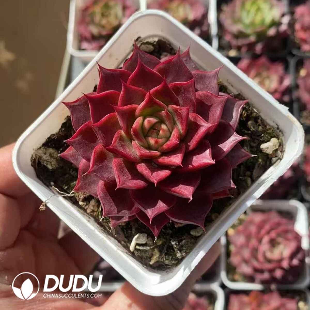 08241D70201.jpg Echeveria Conch - Image 1