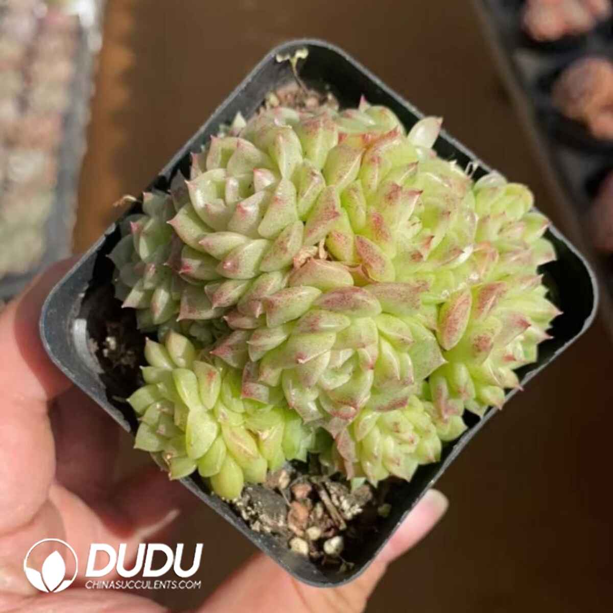 08242D70201.jpg Echeveria Malgan Mother Plant - Image 1