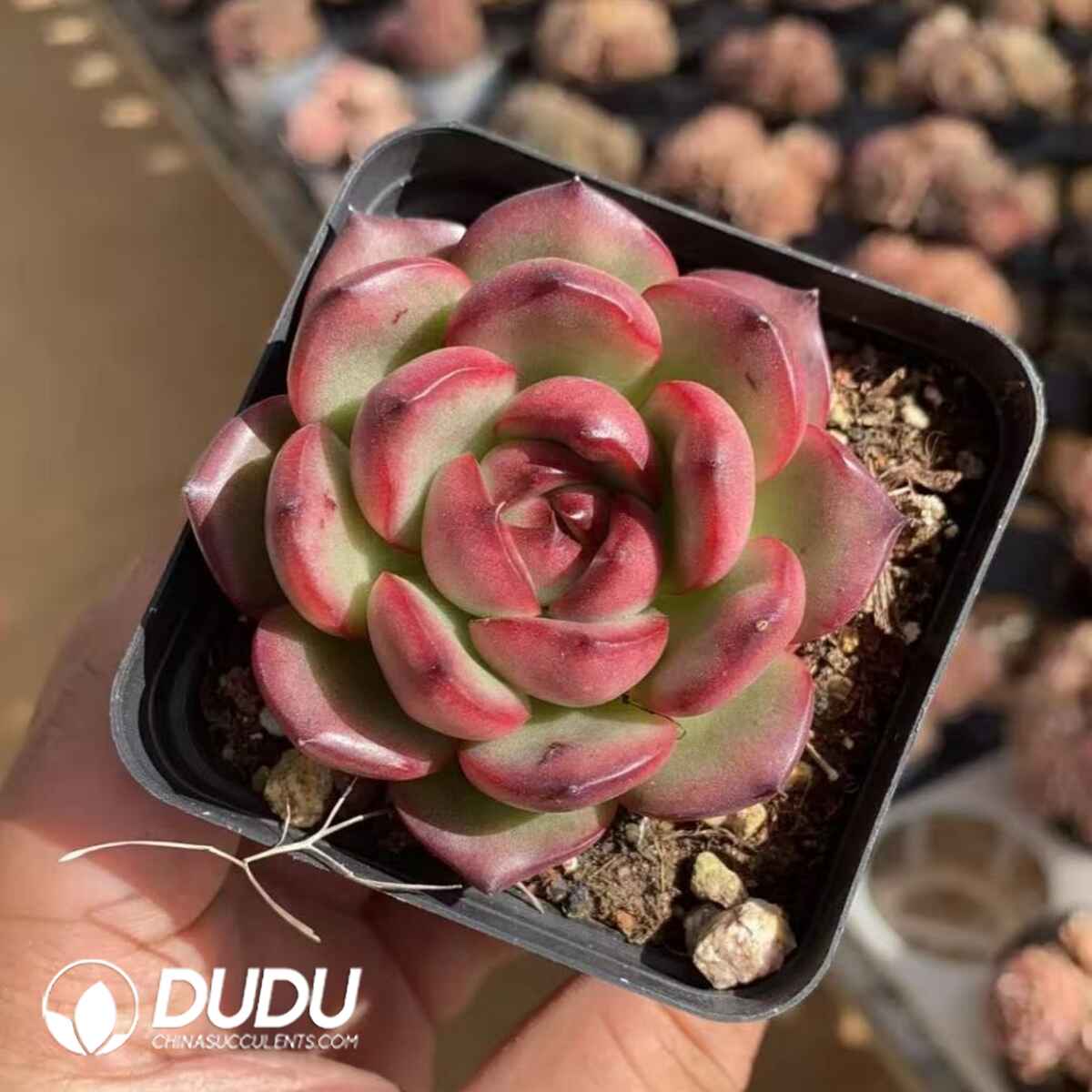 08243D70201.jpg Echeveria Montblanc - Image 1