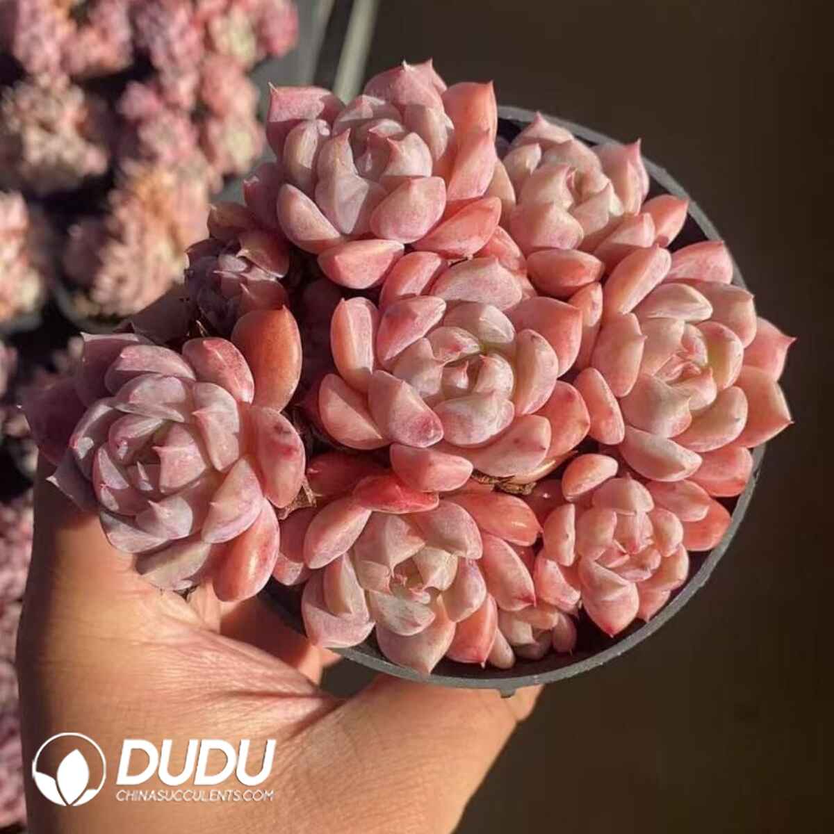 08244D90201.jpg Echeveria Pink Forst 6-7 Heads Clustering - Image 1