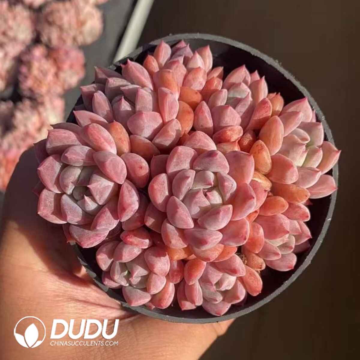 08245D90201.jpg Echeveria Pink Forst 8-9 Heads Clustering - Image 1
