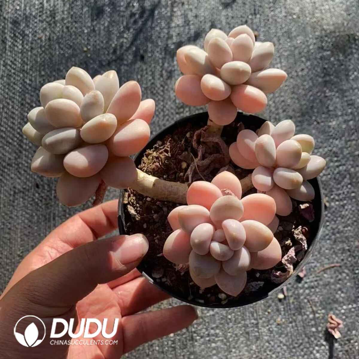 08246D110201.jpg Graptopetalum Pudgye Miul Old Stem 3-4 Heads Clustering - Image 1