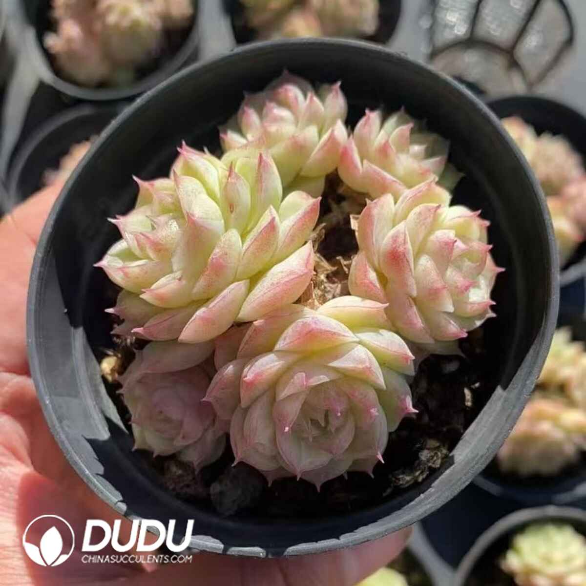 08248D90201.jpg Echeveria Pandora Clustering - Image 1