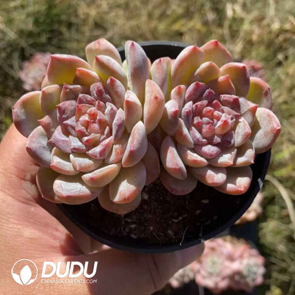 08253D90201.jpg Echeveria Bingbing Double Heads - Image 1