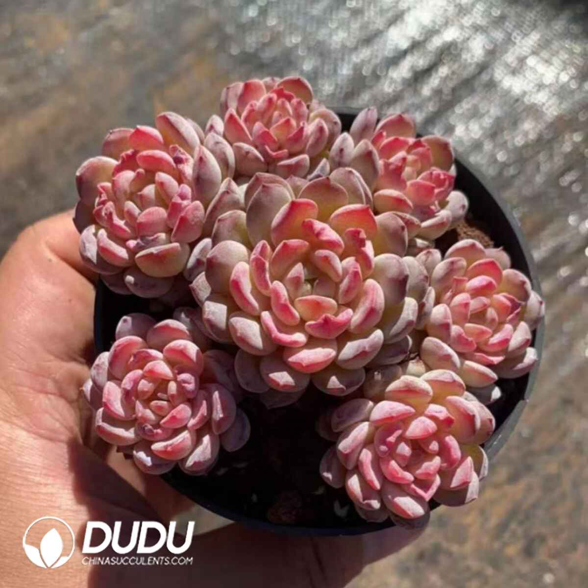 08258D90201.jpg Echeveria Lupin 6-7 Heads Clustering - Image 1