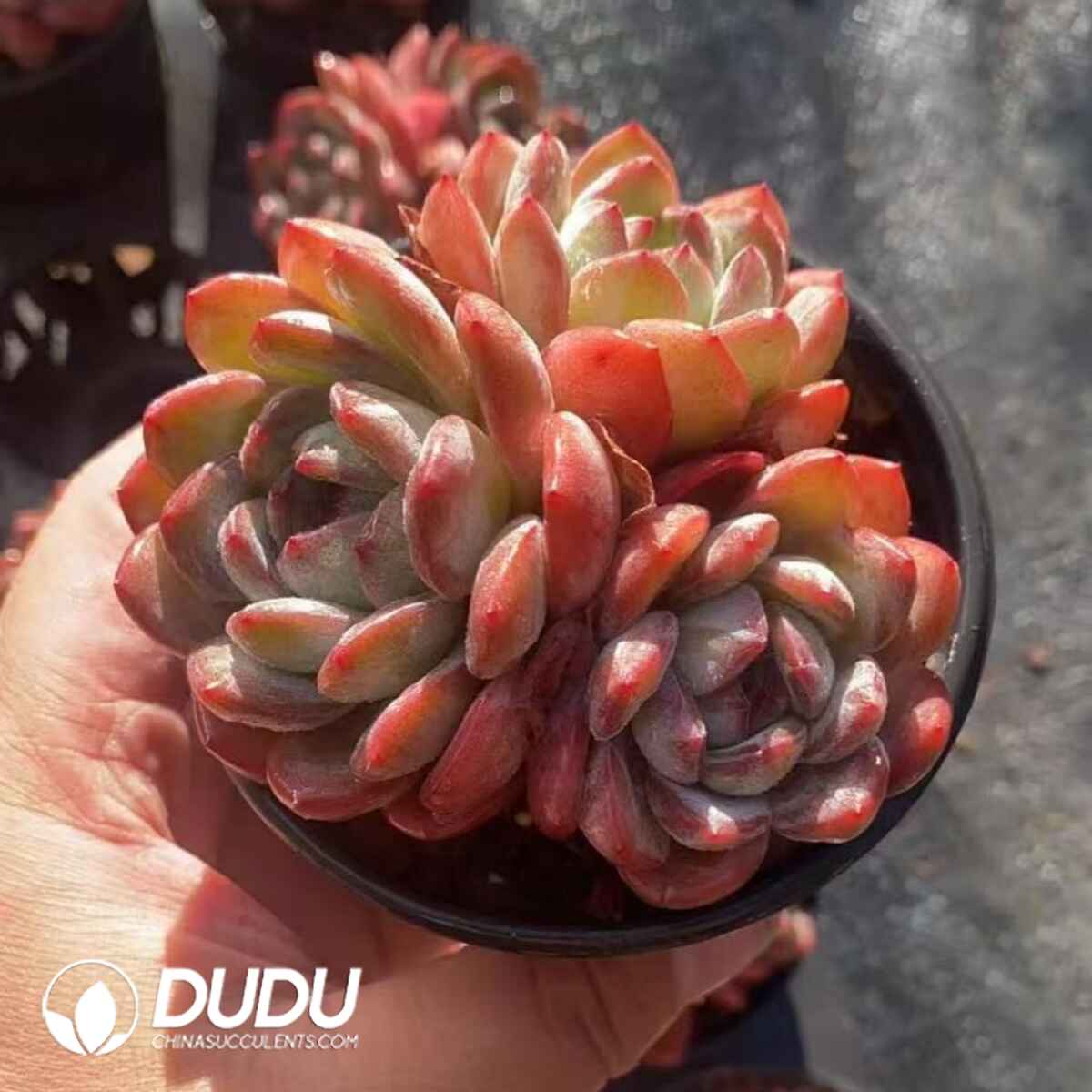 08260D90201.jpg Echeveria All Star 2-3 Heads Clustering - Image 1