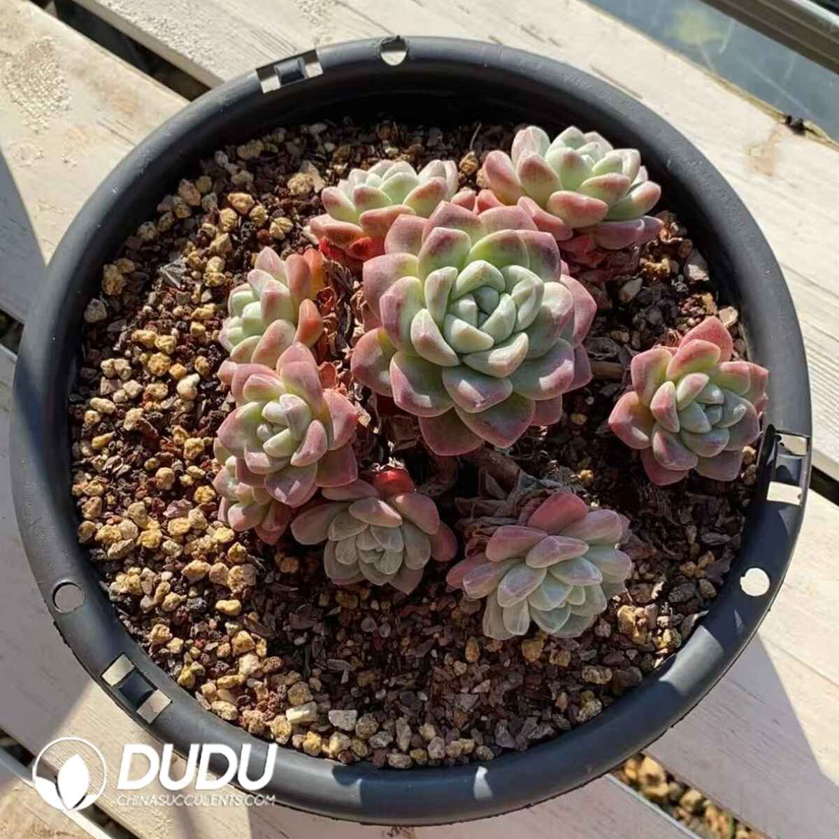 08264D280201.jpg Echeveria Ice Green 7-8 Heads Clustering - Image 1