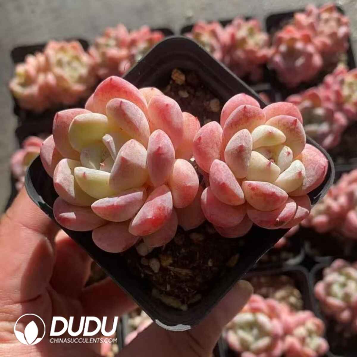 08270D70201.jpg Echeveria Thick Dream Double Heads - Image 1