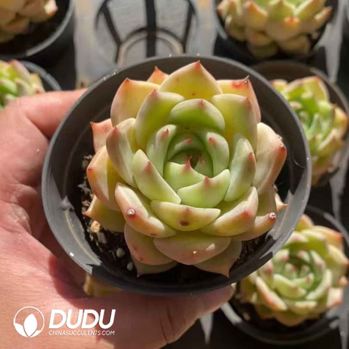 08271D90201.jpg Echeveria Lime - Image 1