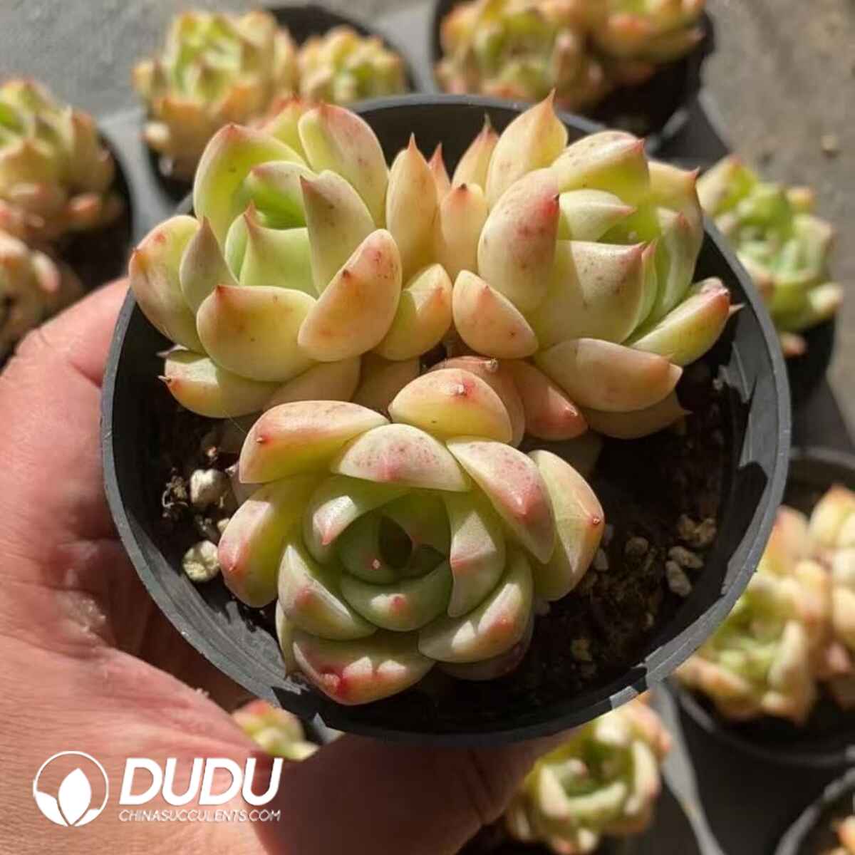 08272D90201.jpg Echeveria Lime 2-3 Heads Clustering - Image 1