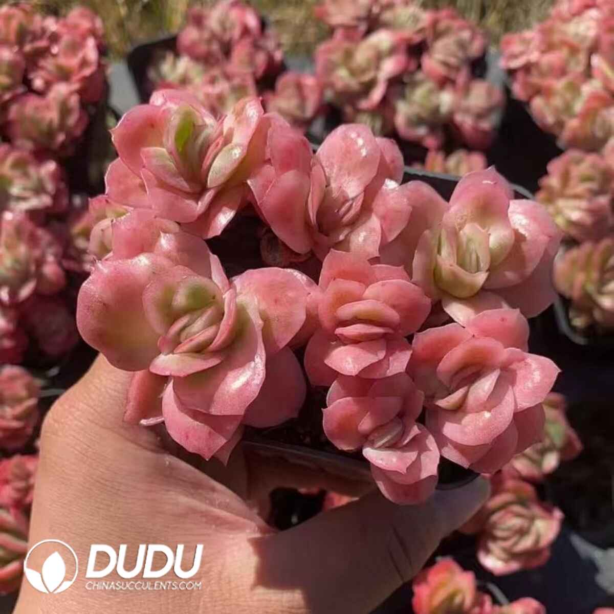 08274D70201.jpg Echeveria Ice Rose 5-6 Heads Clustering - Image 1