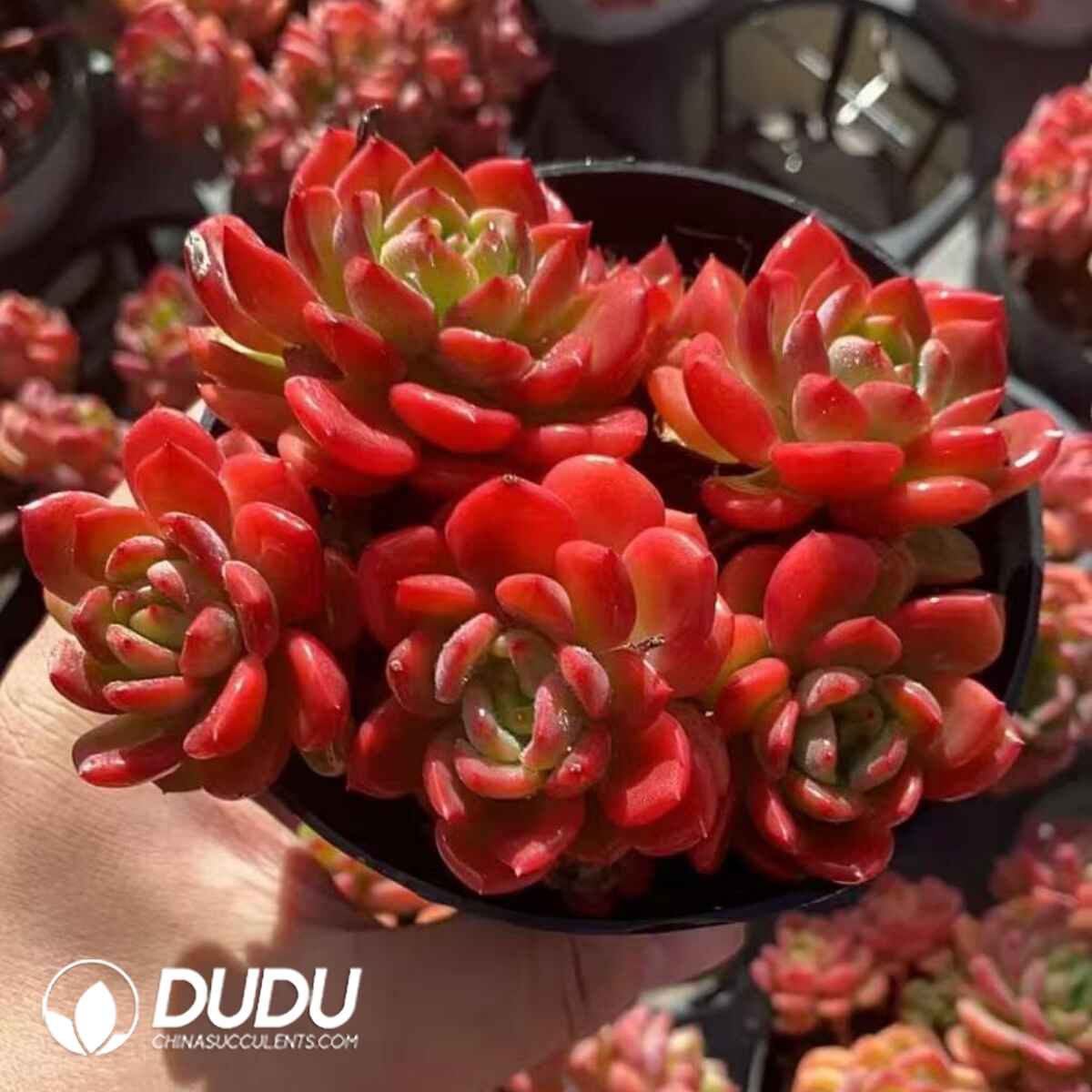 08277D110201.jpg Echeveria Fanta 4-5 Heads Clustering - Image 1