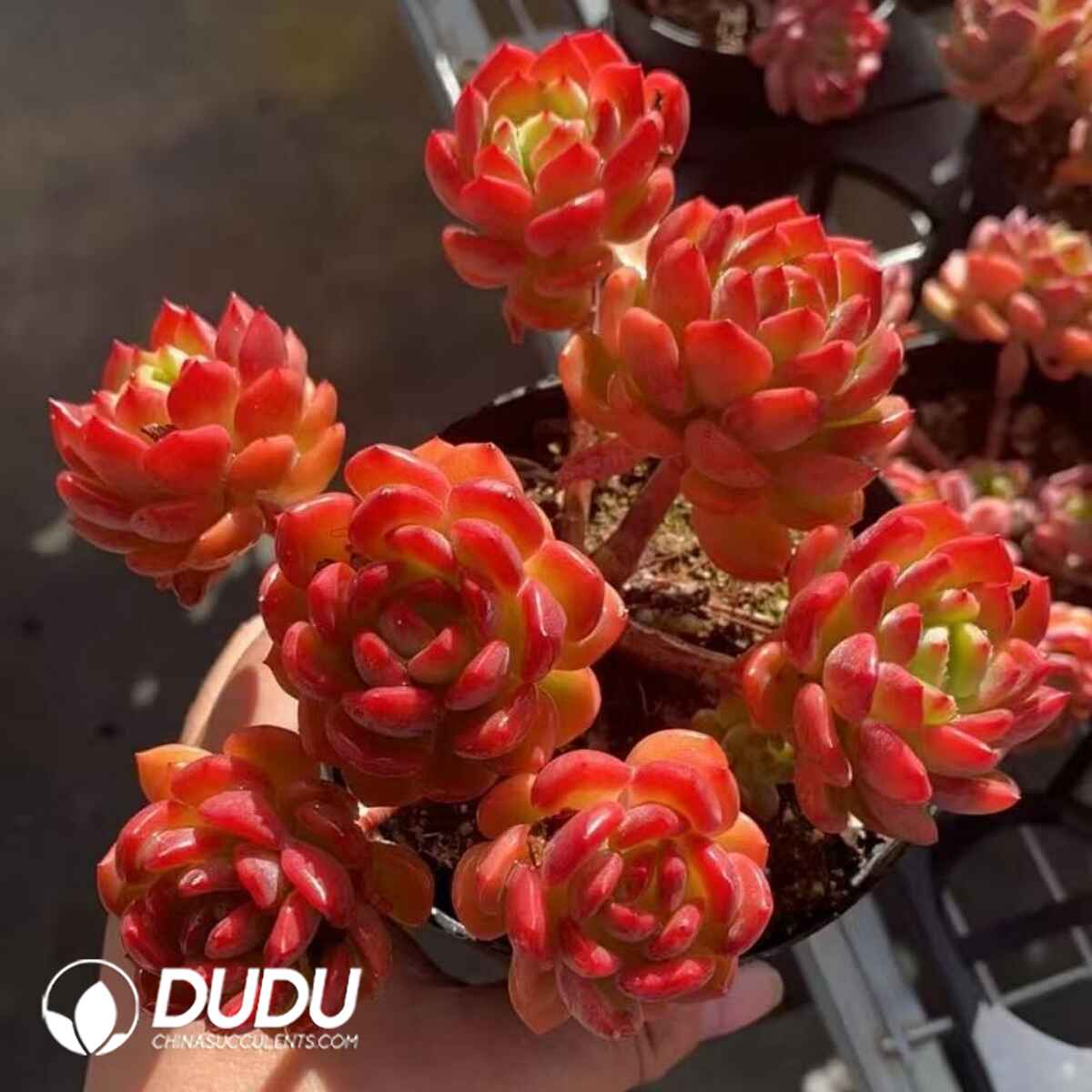 08278D110201.jpg Echeveria Fanta 6-7 Heads Clustering - Image 1