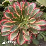 (Grafted)Aeonium Red dragonfly Clustering