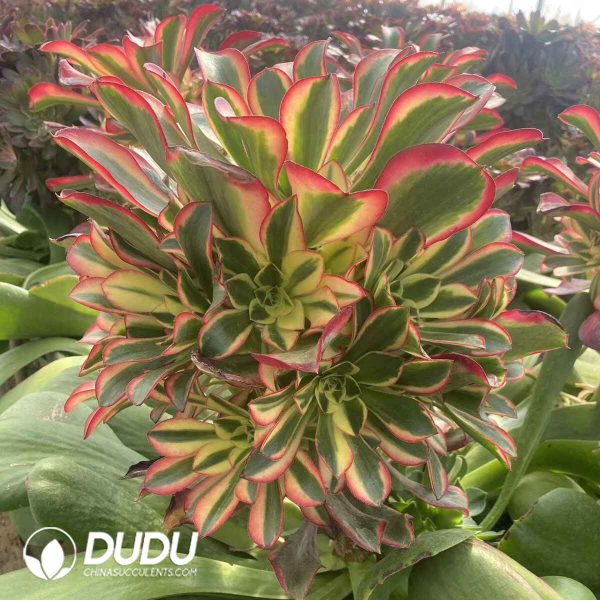 (Grafted)Aeonium Red dragonfly Clustering - Image 2