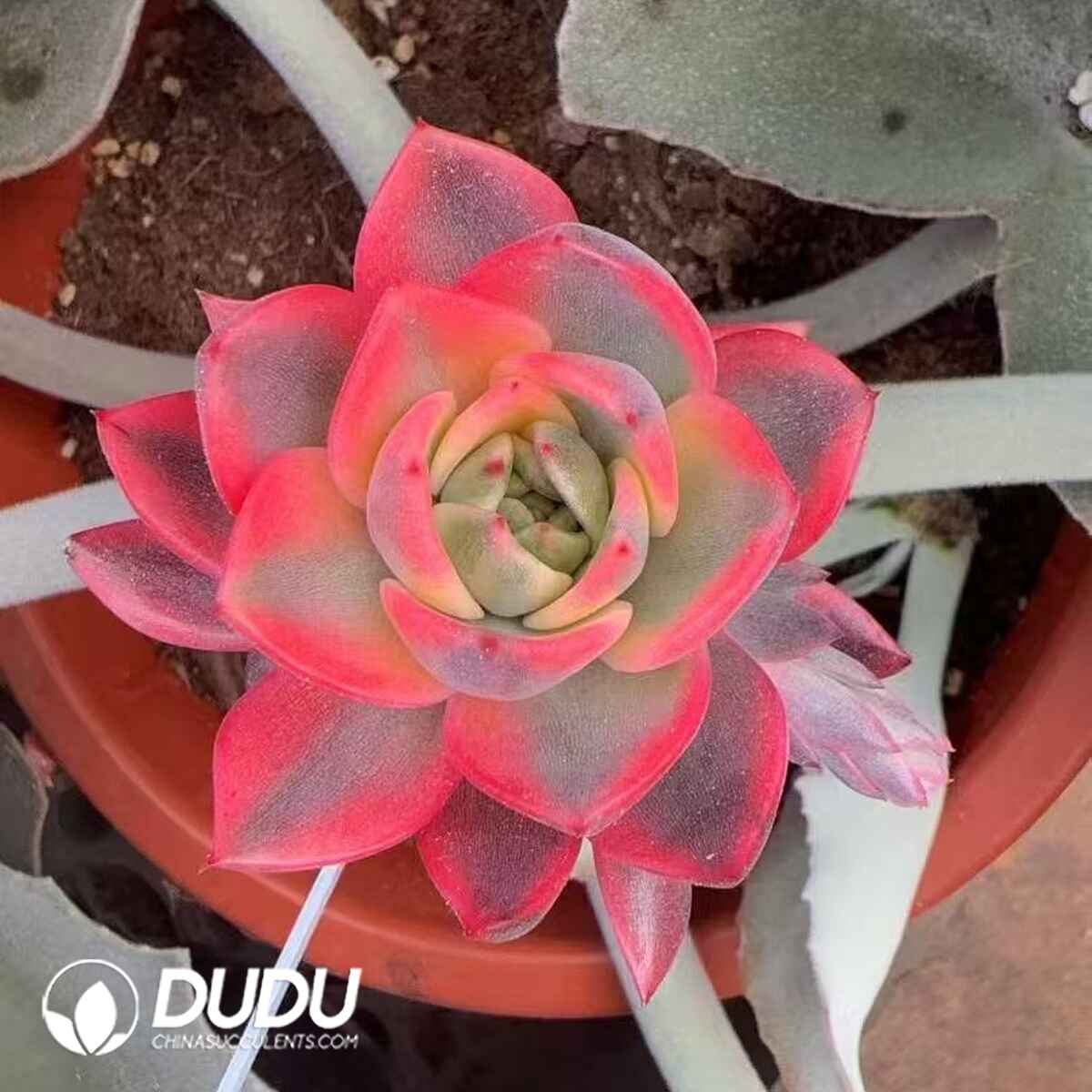 08288D80201.jpg (Grafted)Echeveria purple crystal Variegated - Image 1