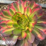 Aeonium Ni Hong Clustering