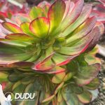 Aeonium Ni Hong Clustering - Image 2