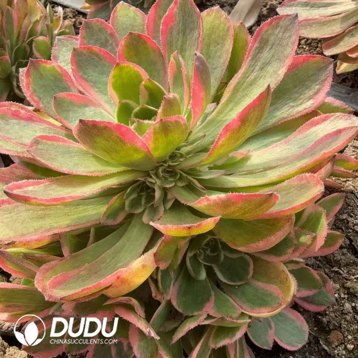 08292D200201.jpg Aeonium Pink Crown Variegated Clustering - Image 1