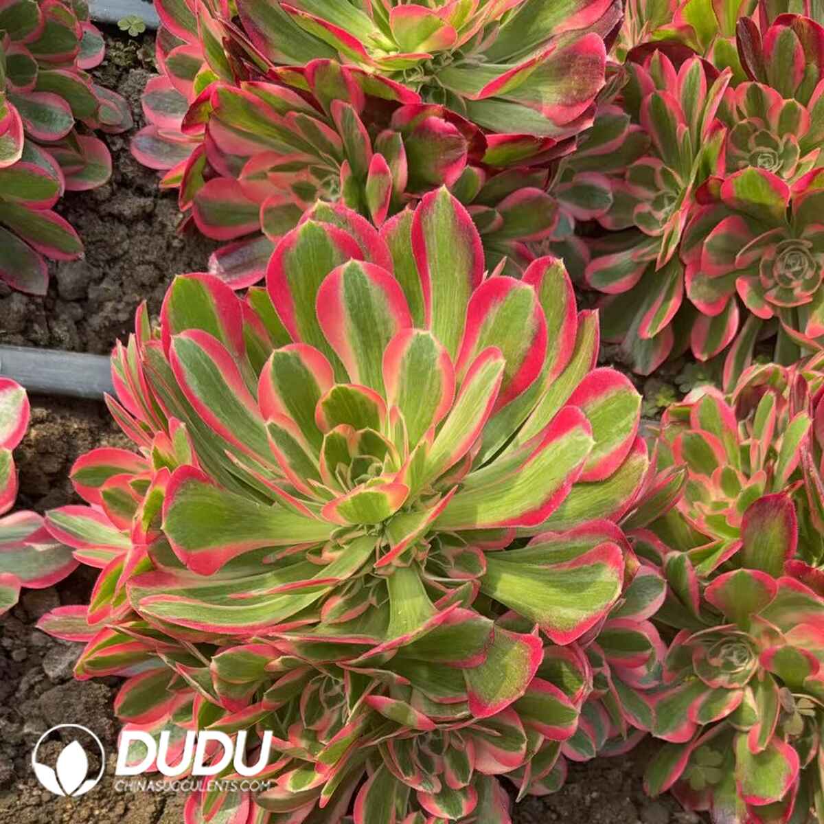 08293D300201.jpg Aeonium Demon Moon Variegated Clustering - Image 1