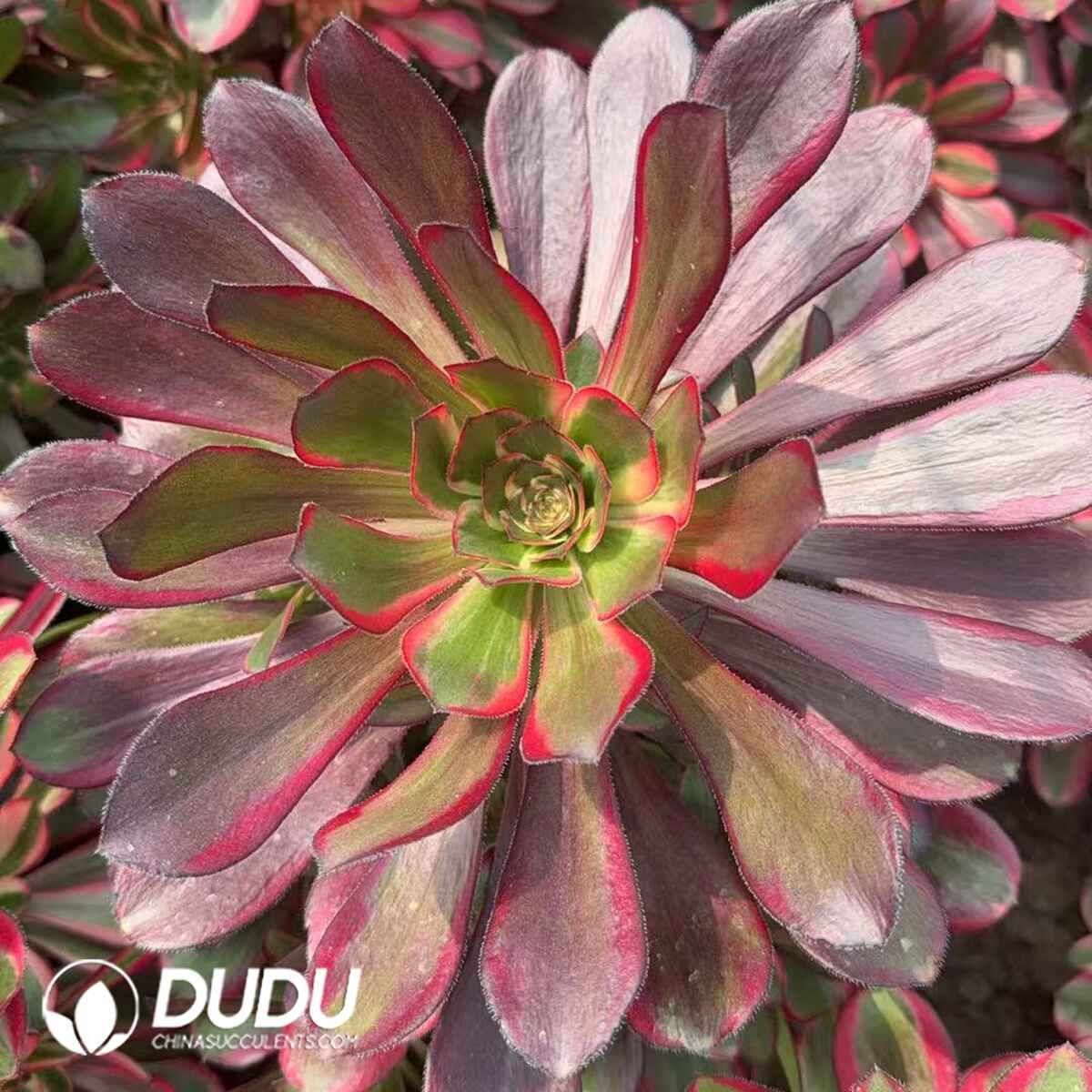 08296D300201.jpg Aeonium Lina Variegated Clustering - Image 1