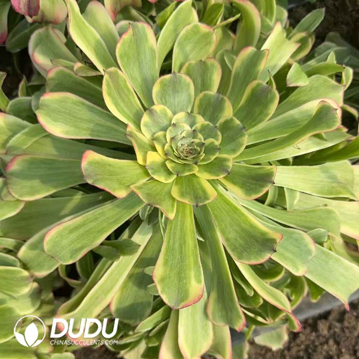 08297D280201.jpg Aeonium Tsar Variegated Clustering - Image 1