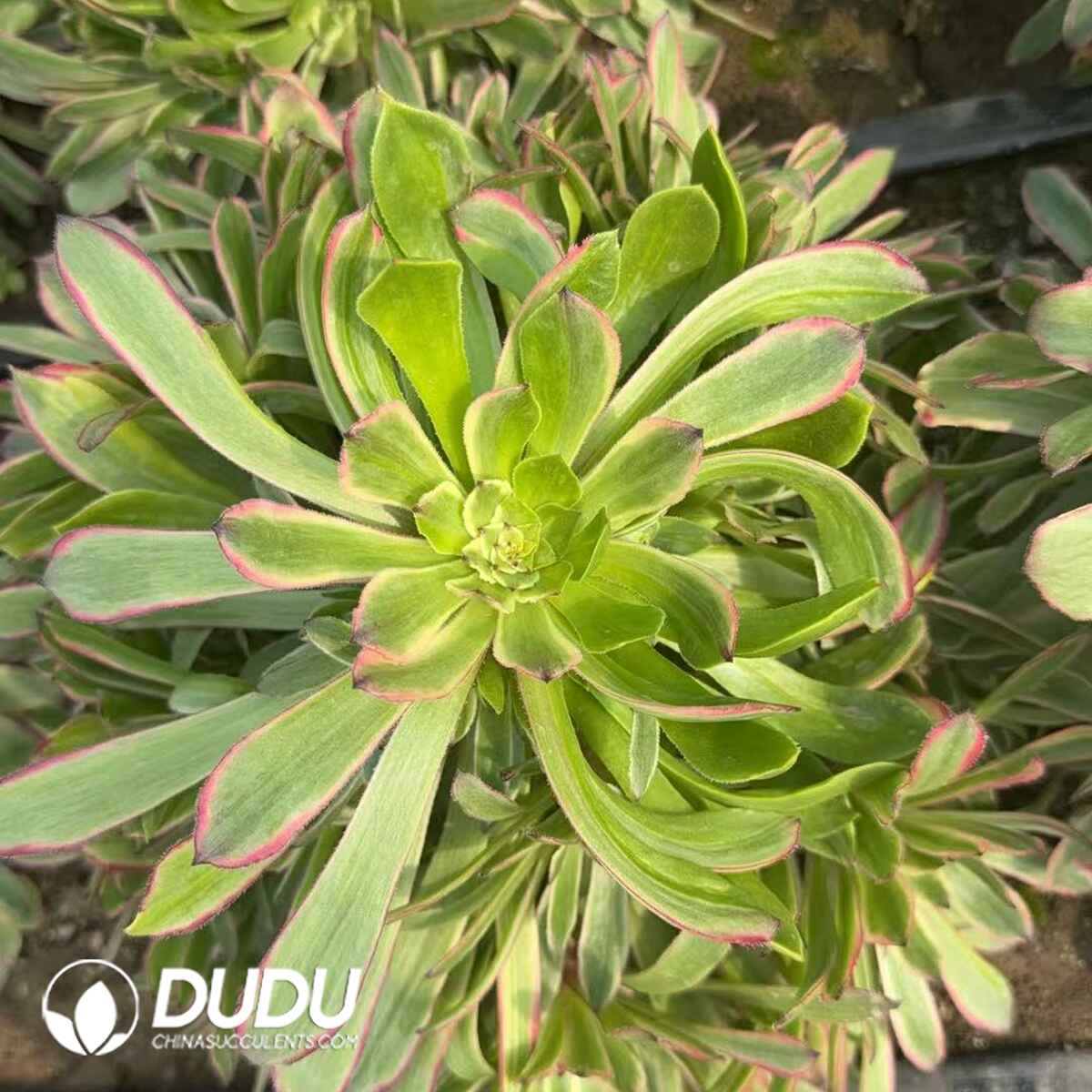 08298D300201.jpg Aeonium Firefly Pink Daisy Variegated Clustering - Image 1