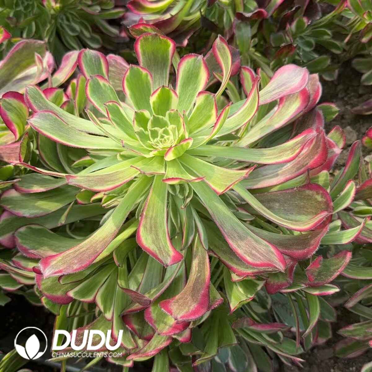 08299D300201.jpg Aeonium Blue Bird Variegated Clustering - Image 1