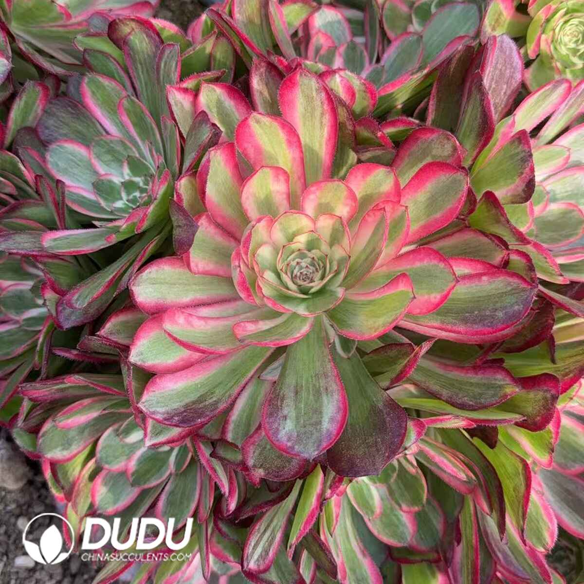 08300D300201.jpg Aeonium Rose Variegated Clustering - Image 1