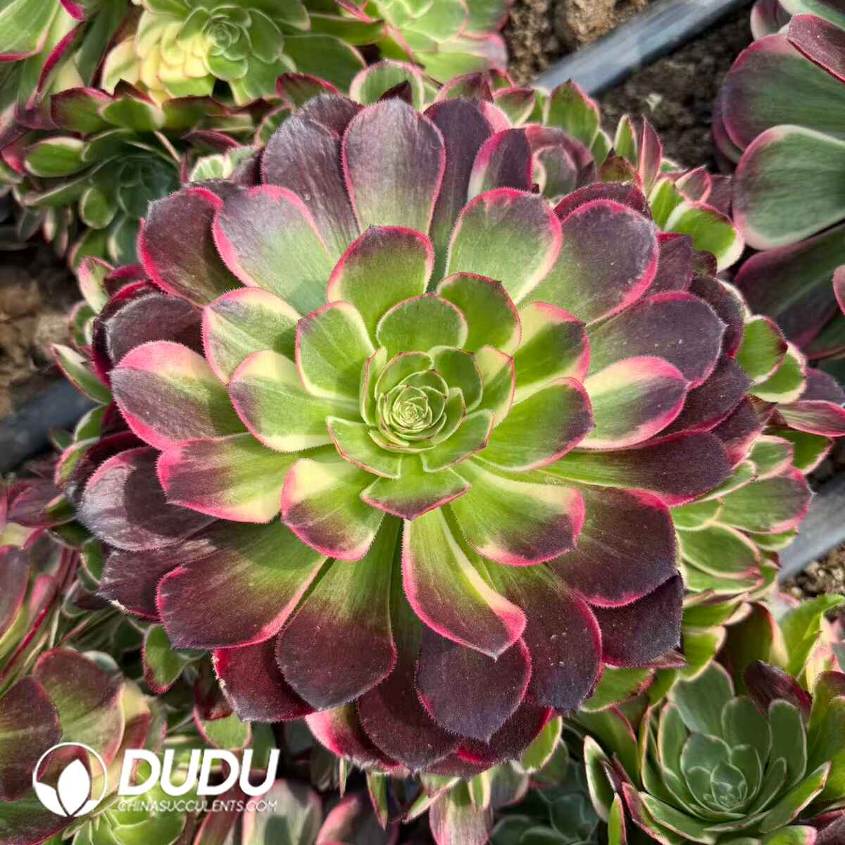 08302D250201.jpg Aeonium Cupid Variegated Clustering - Image 1