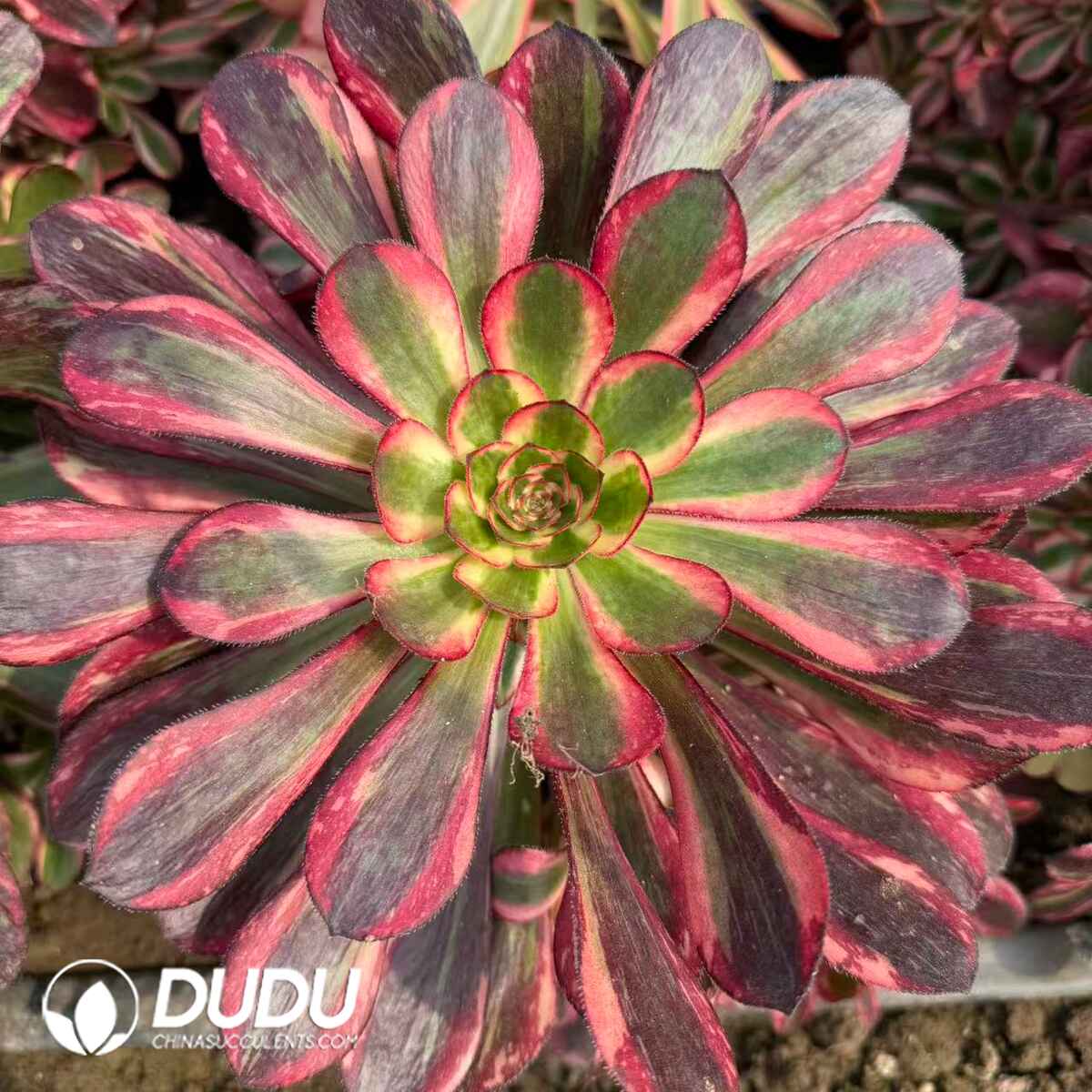 08304D300201.jpg Aeonium Red Diamond Variegated Clustering - Image 1