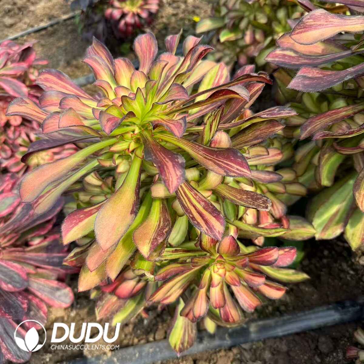 08306D300201.jpg Aeonium September Variegated Clustering - Image 1