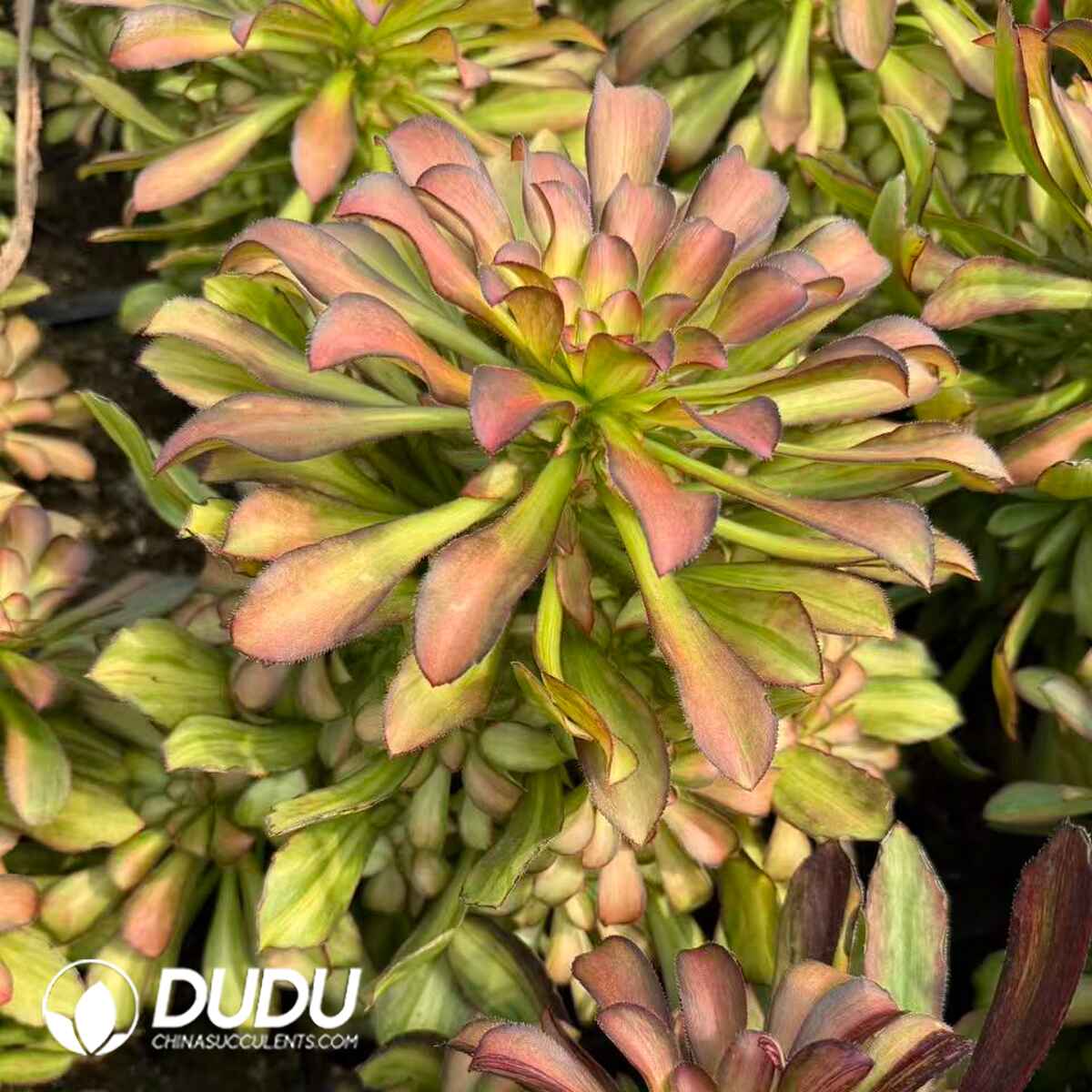 08307D300201.jpg Aeonium Tulip Clustering - Image 1