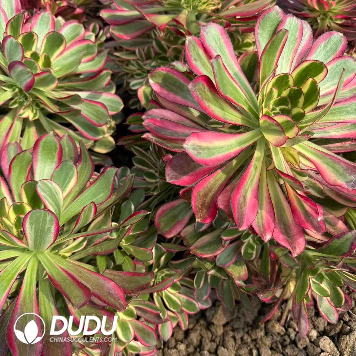 08310D300201.jpg Aeonium Ice Cream - Image 1