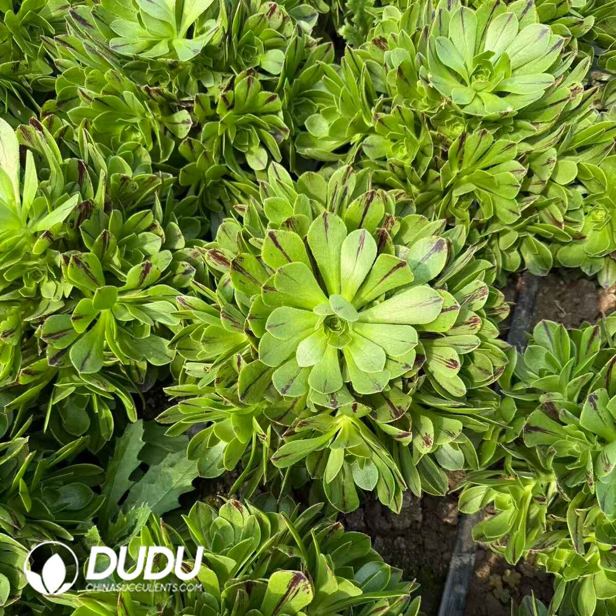 08311D300201.jpg Aeonium Azure Fire Clustering - Image 1