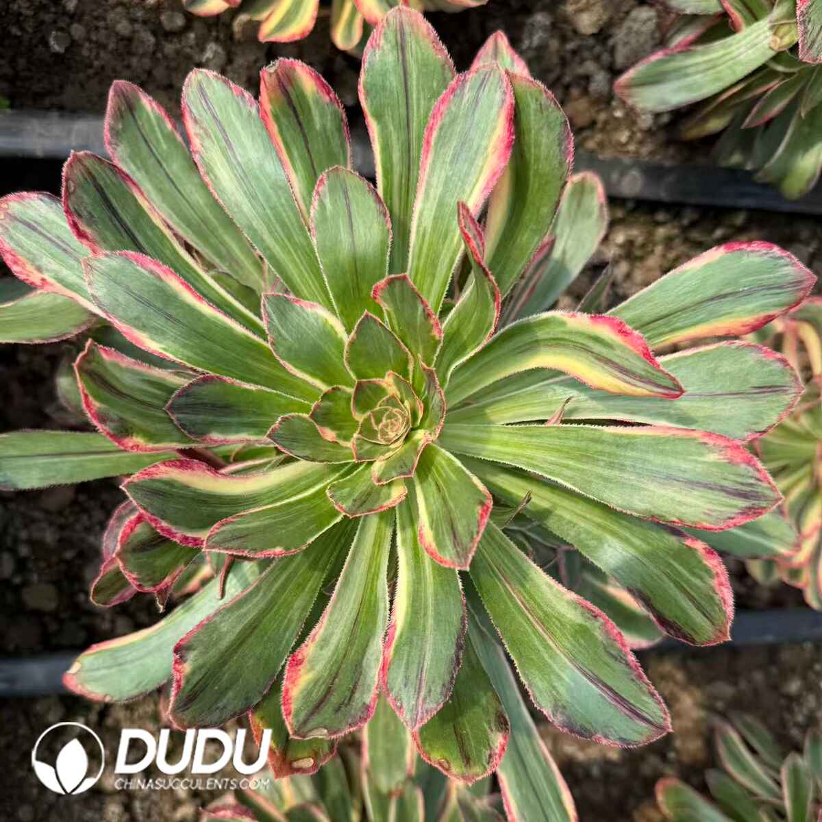 08312D250201.jpg Aeonium Brushed Variegated - Image 1