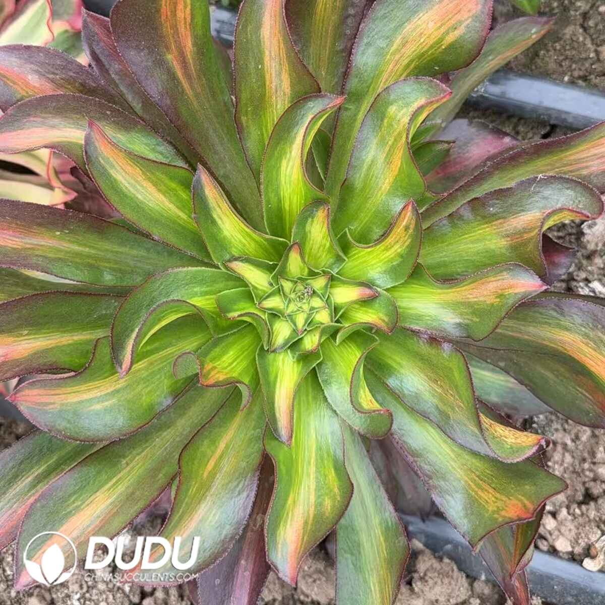 08314D250201.jpg Aeonium Phantom Spot - Image 1