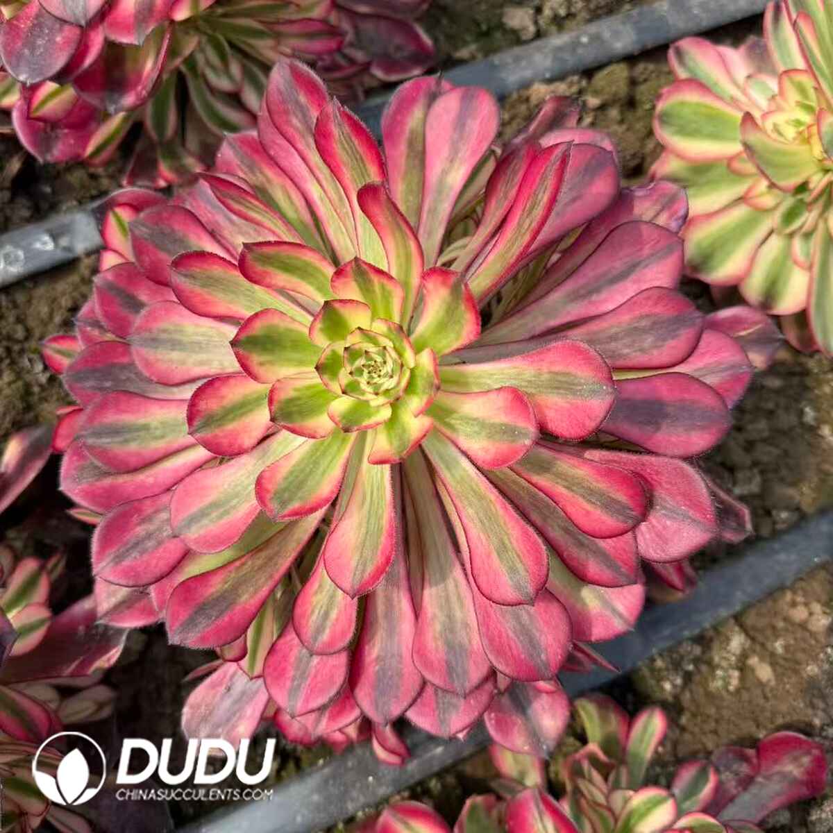 08315D250201.jpg Aeonium Purple Queen - Image 1