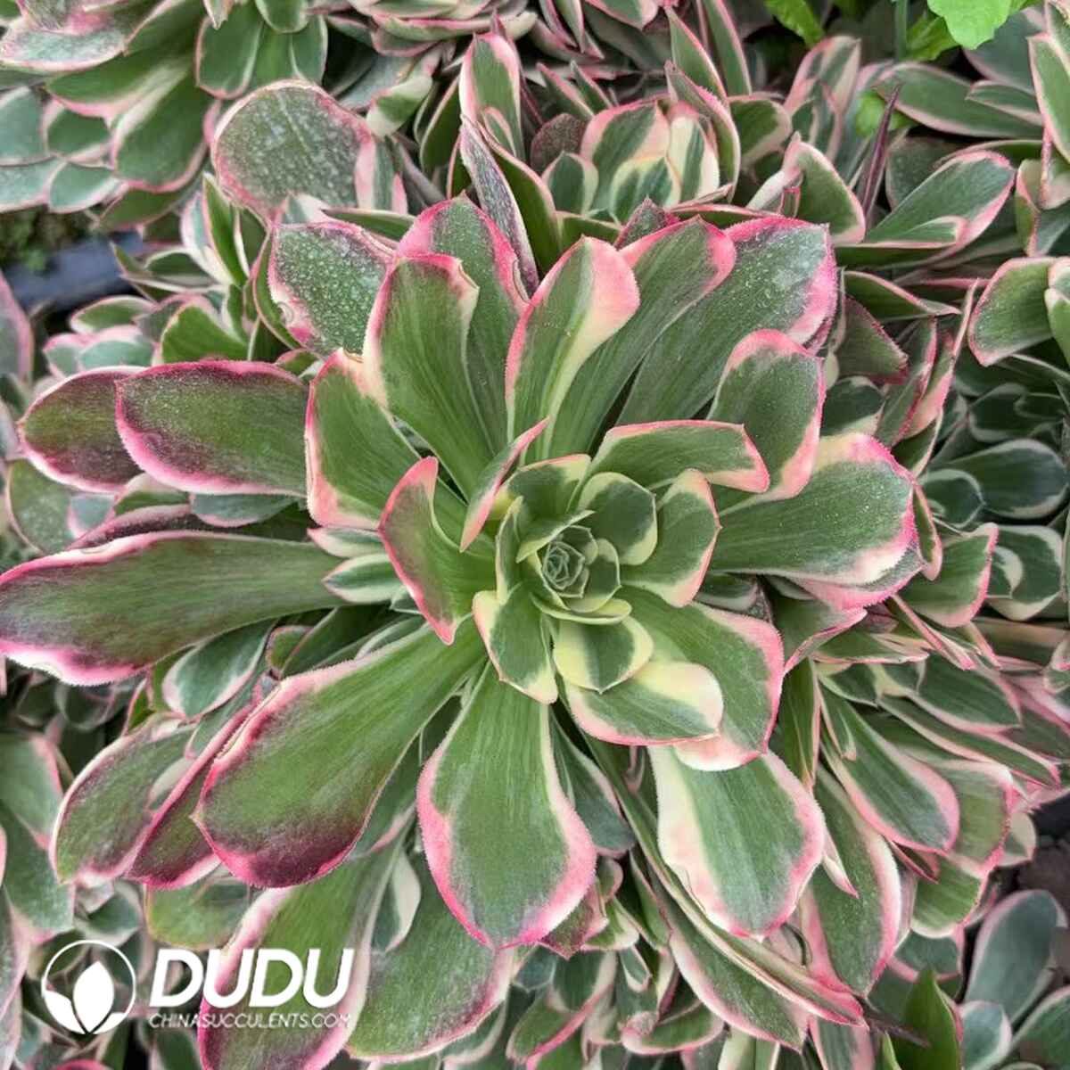 08318D300201.jpg Aeonium Queen Clustering - Image 1