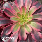 Aeonium Medusae Clustering