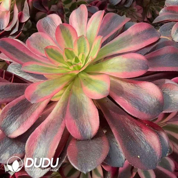 Aeonium Medusae Clustering - Image 2