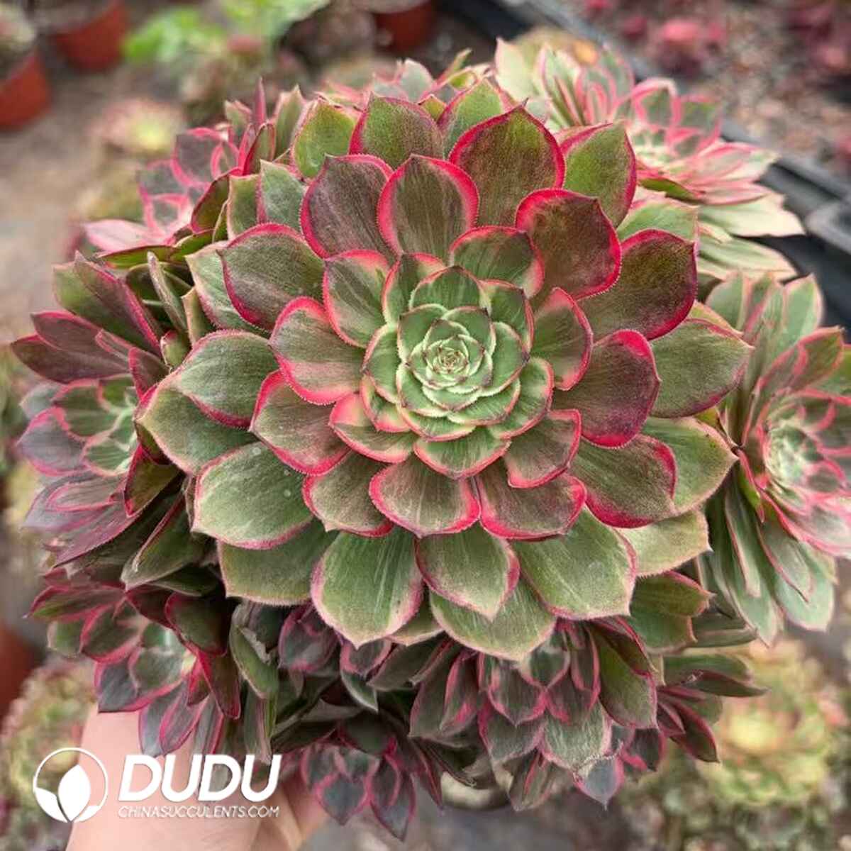 08320D250201.jpg Aeonium Black Widow Variegated Clustering - Image 1