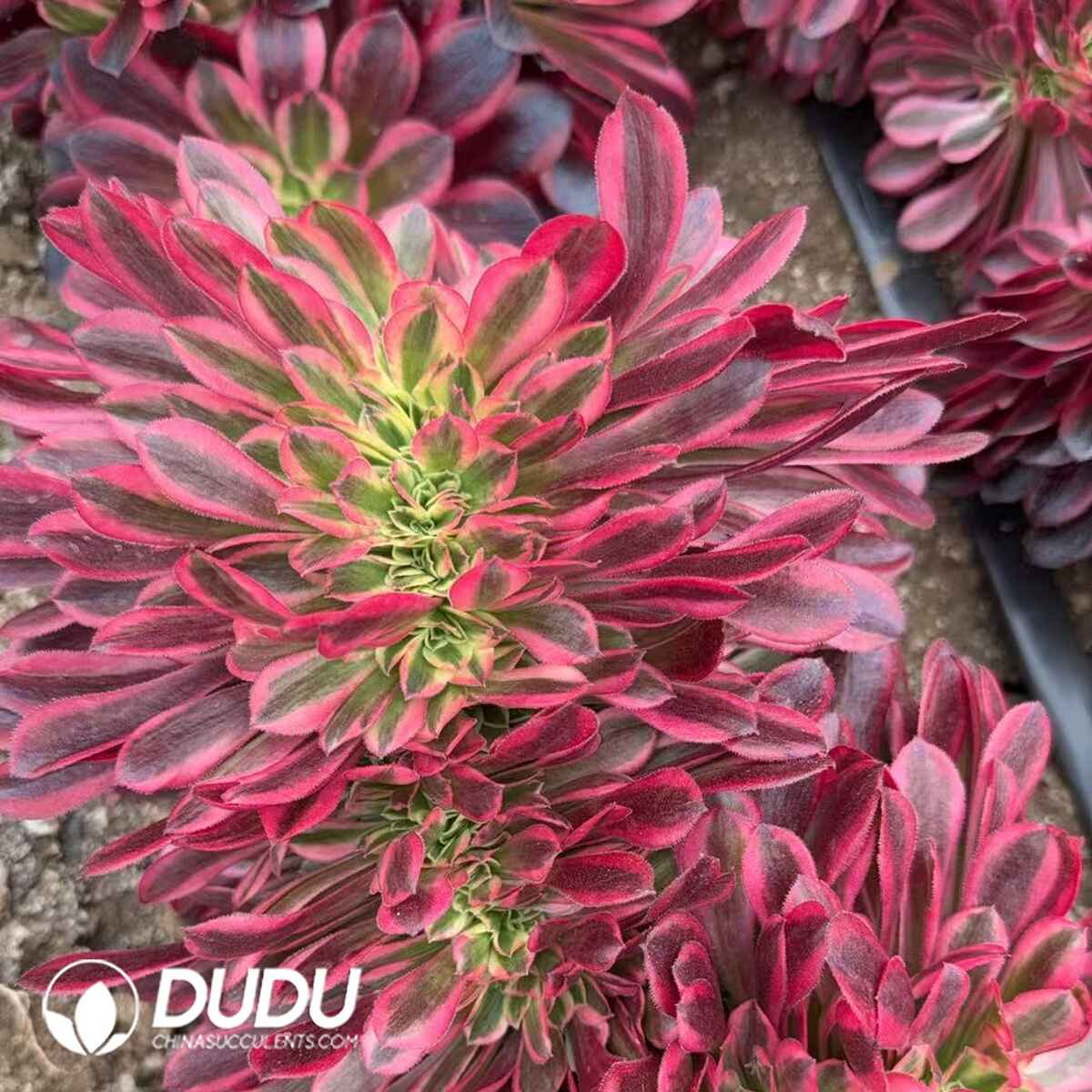 08322D250201.jpg Aeonium Medusae Cristata - Image 1