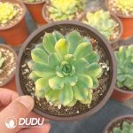 Echeveria Pulidonis