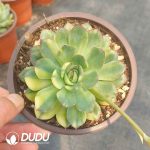 Echeveria Pulidonis - Image 2
